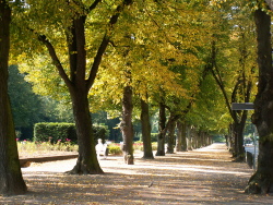 Parkanlage Rosengarten
