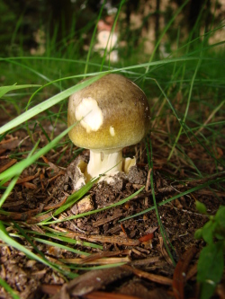 Junger Grüner Knollenblätterpilz