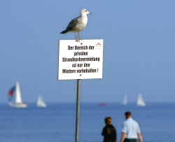 Möwe am Strand