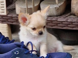 Chihuahua Chihuahua