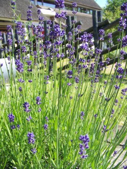 Lavendel