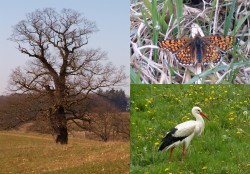 Eiche / Weißstorch / Scheckenfalter Eiche / Weißstorch / Scheckenfalter