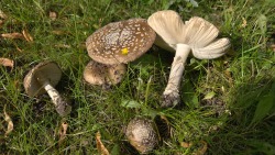 Pantherpilz
