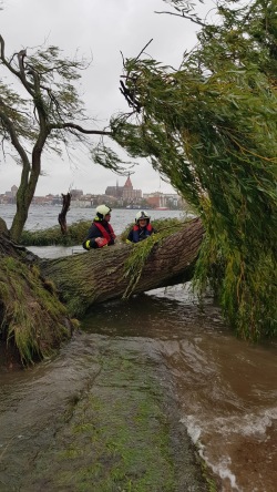 Vom Sturm umgestürzter Baum am Gehlsdorfer Ufer.