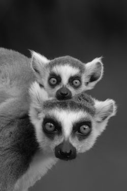 Zwei aufmerksam blickende Kattas im Porträt. Mit diesem ausdrucksstarken Schwarz-Weiß-Foto gewann die Rostocker Hobbyfotografin Sarah Kube den Fotowettbewerb "Foto des Jahres 2025" im Zoo Rostock.