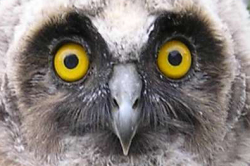 junge Waldohreule (Asio otus)