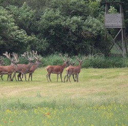 Hirsche in der Rostocker Heide