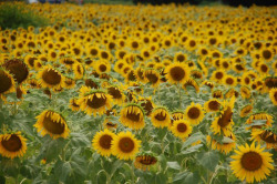 Sonnenblumenfeld