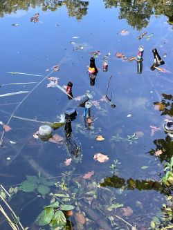 Schwimmende Flaschen im Wallgraben.