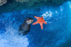 Seelöwe spielt mit einem Seestern