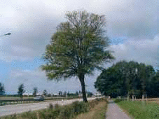 Straße mit Alt- und Jungbäumen Straße mit Alt- und Jungbäumen